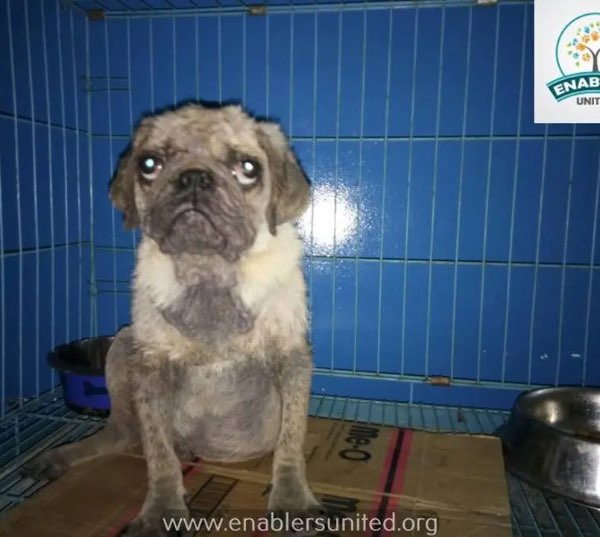 Pug case