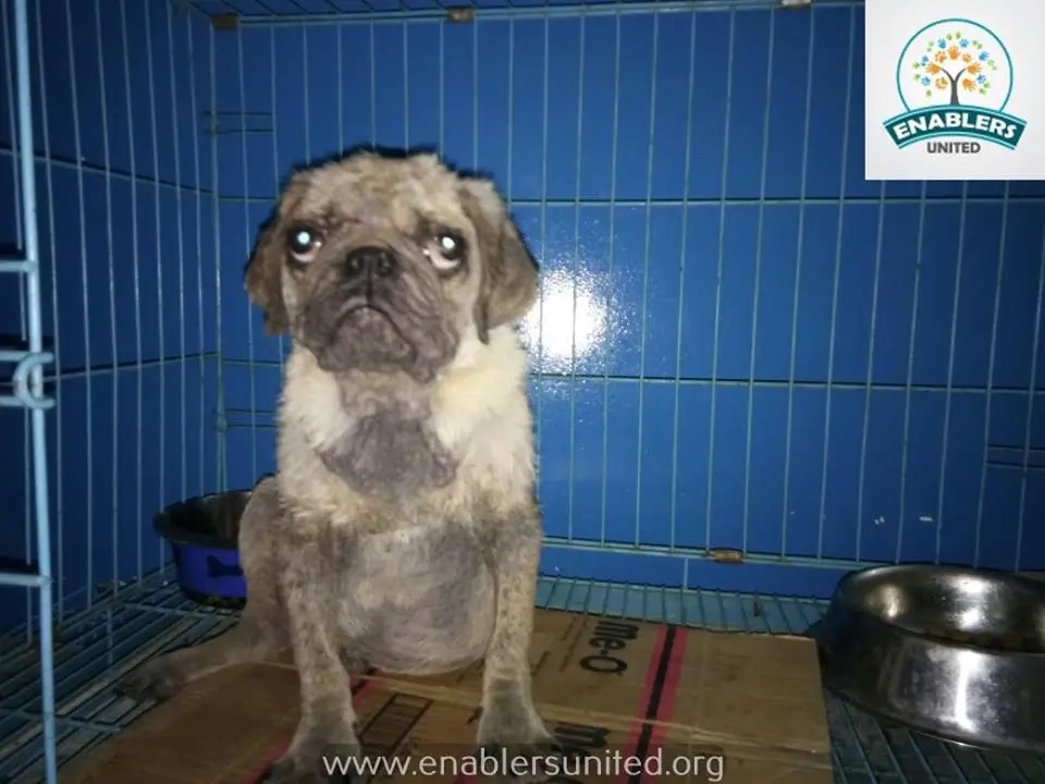animal rescue photo
